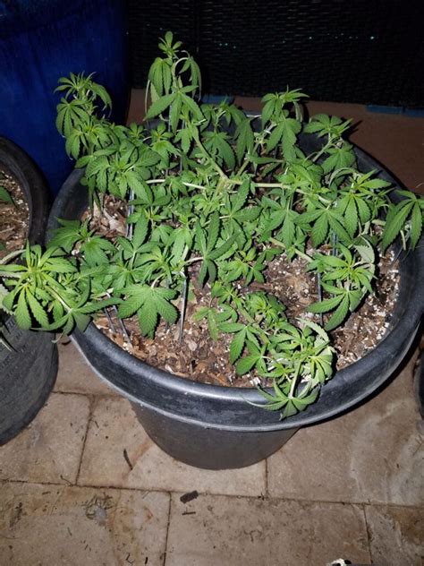 Choosing the Right Black African Magic Strain Seeds for Your Needs